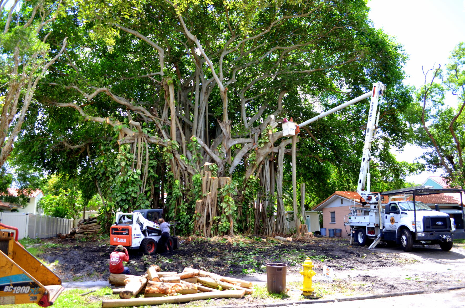 Banyan tree